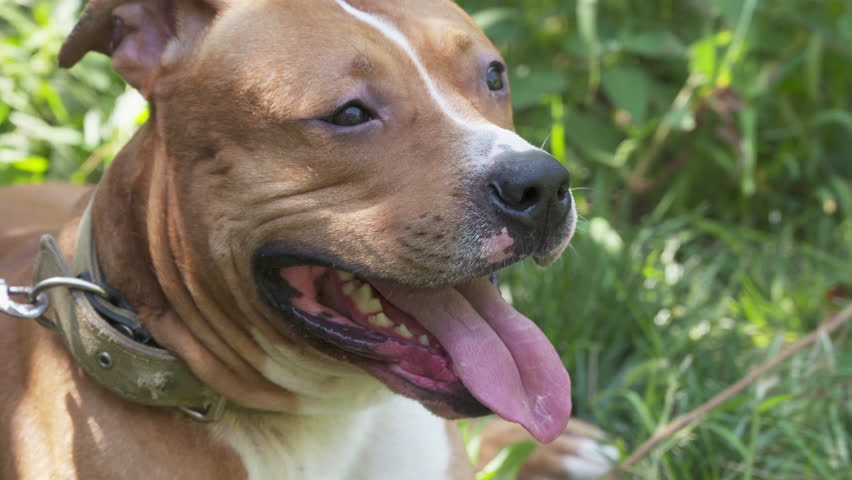 American Staffordshire Terrier Pitbull Dog Stretching A Smile On His ...