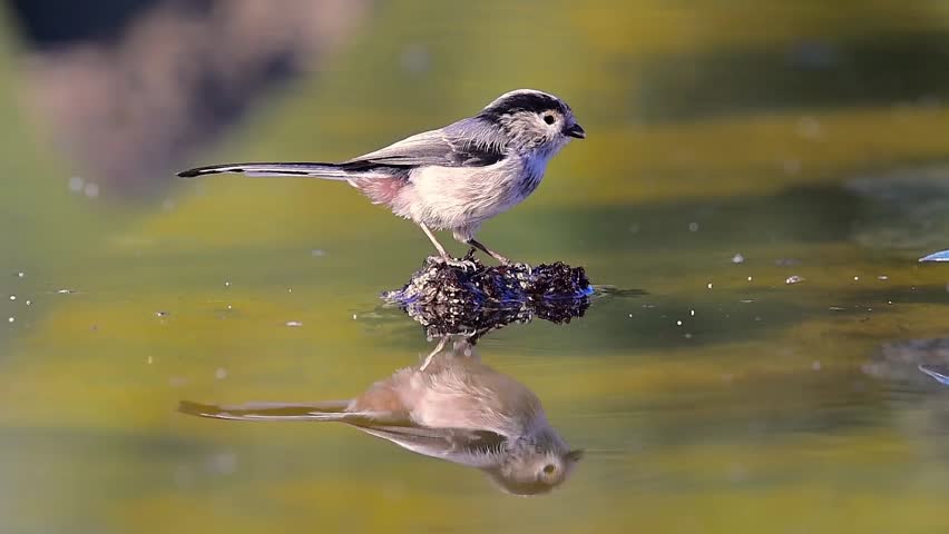 Header of Aegithalos caudatus