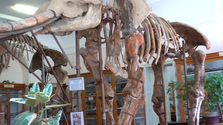 Header of mastodon