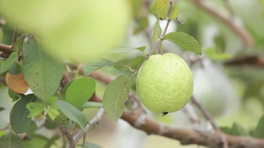 Guava Stock Video Footage - 4K and HD Video Clips ...