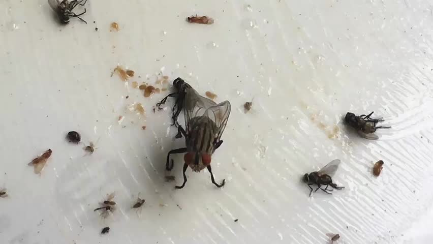 ESCAPE FLY 100