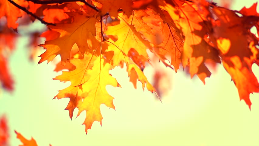 Oak Leaves In Autumn Blowing In The Wind. Stock Footage Video 912571 ...