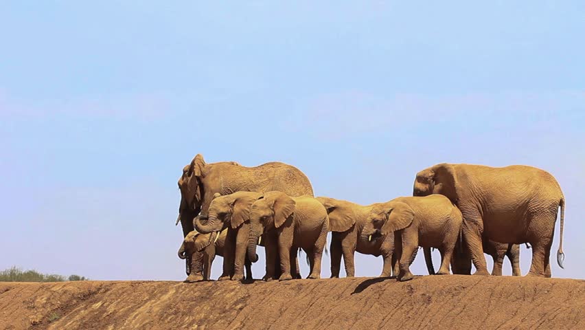 Header of African Elephants