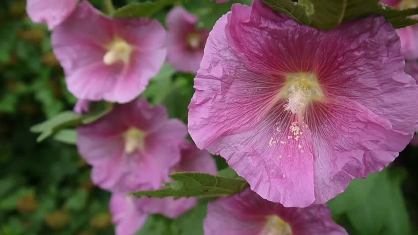 Header of ALCEA