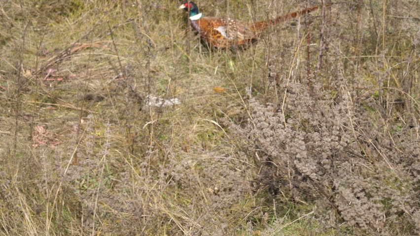 Header of ring-necked pheasant