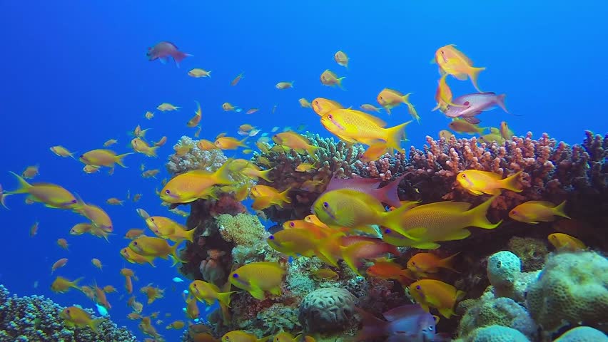 Coral Reefs Beauty Seascape. Picture Stock Footage Video (100% Royalty ...