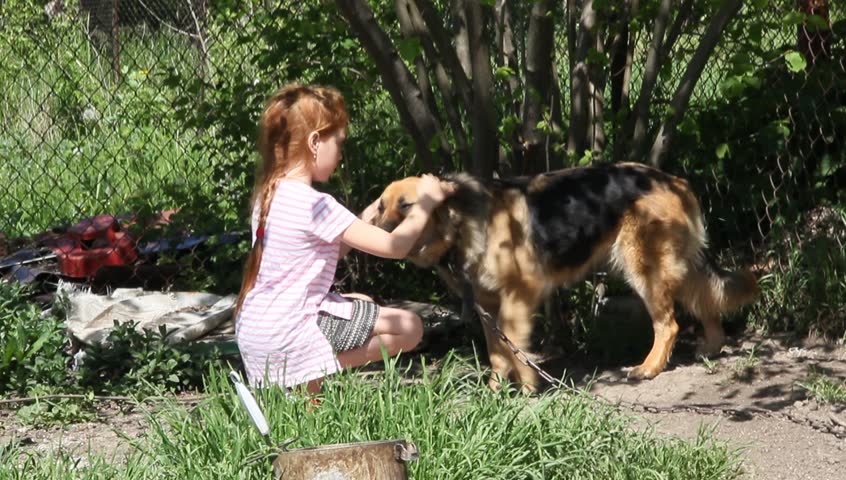 Dogs Mating Stock Footage Video Shutterstock   1 