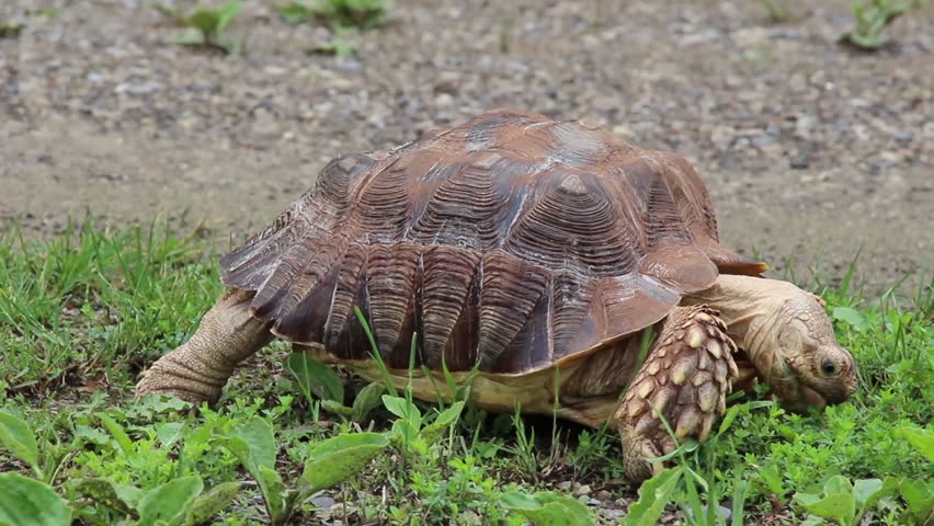 Header of African Spurred Tortoise