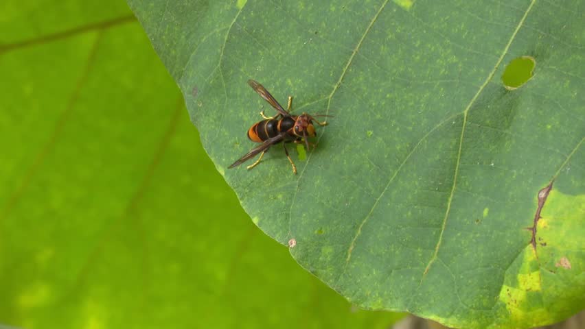 Header of Hymenoptera