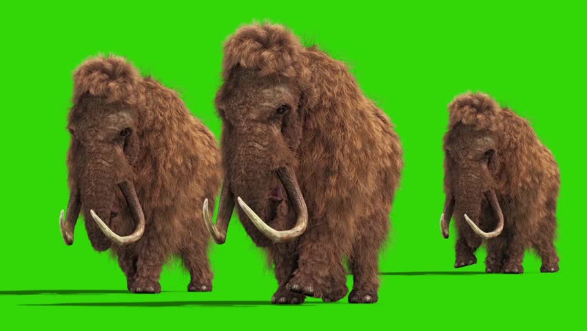 Group Mammoth Real Fur Walkcycle Stock Footage Video (100% Royalty-free 