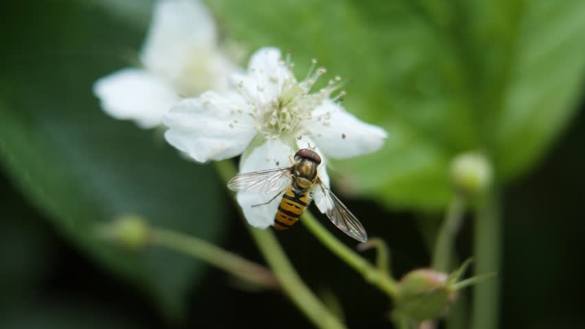 Пчела на липе. Пчела летит к цветку. Пчела с нектаром. Пчела на пионе. Бойлы carptex.