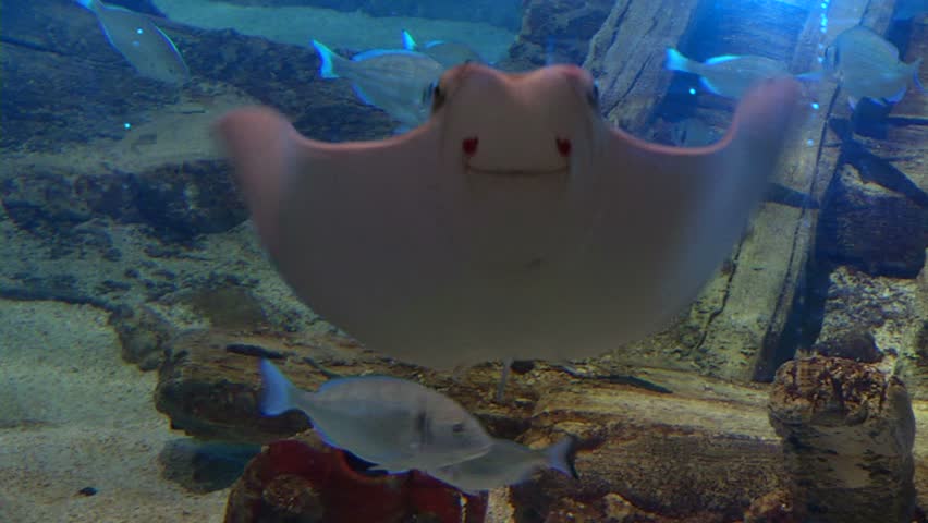 Header of Aetobatus Narinari