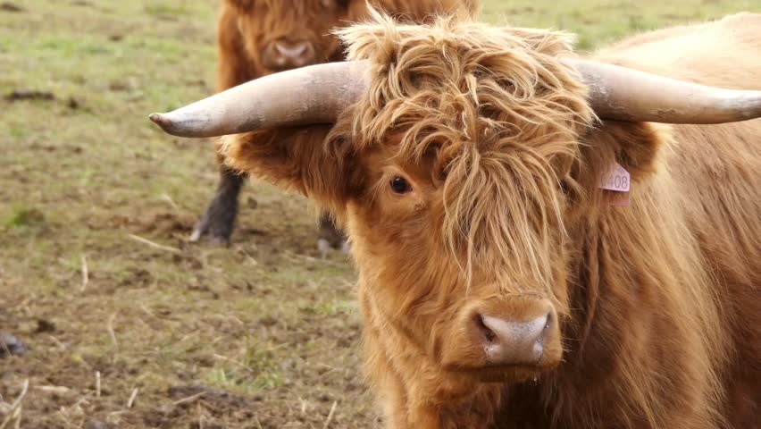 Long Horn Cow Stock Footage Video | Shutterstock