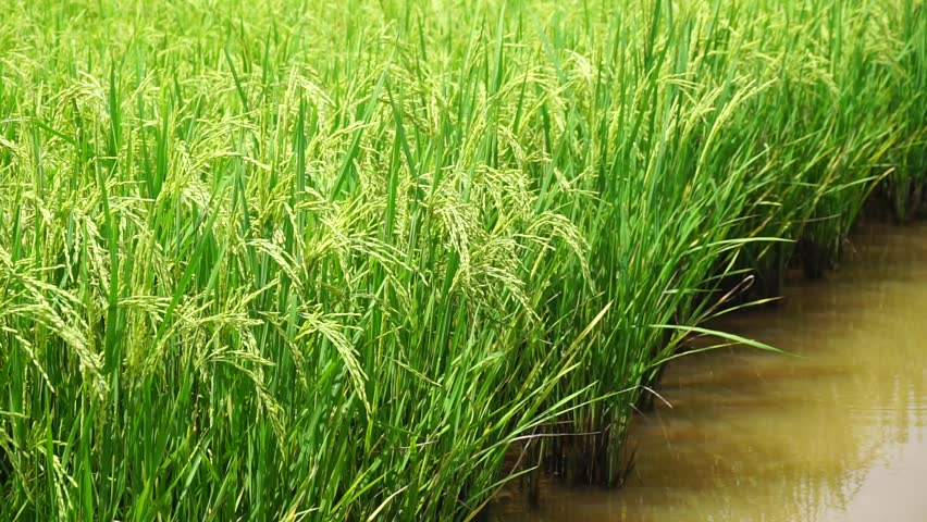 Green Paddy Blow By Wind Stock Footage Video (100% Royalty-free ...