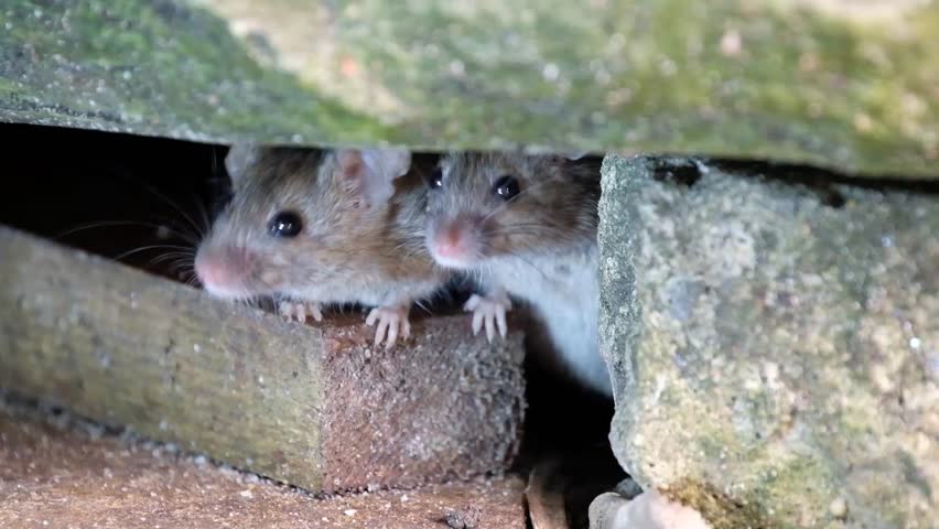 Mice Feeding In House Garden. Stock Footage Video 17626300 | Shutterstock