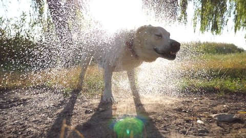 why do dogs shake when wet