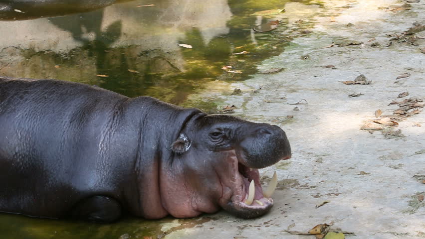 Header of Pigmy