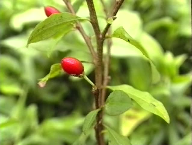 Header of Erythroxylum coca