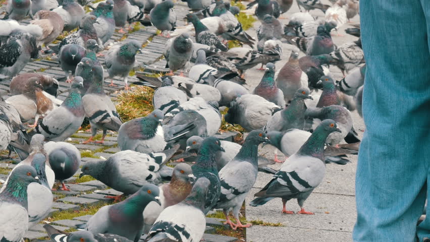flock of pigeons