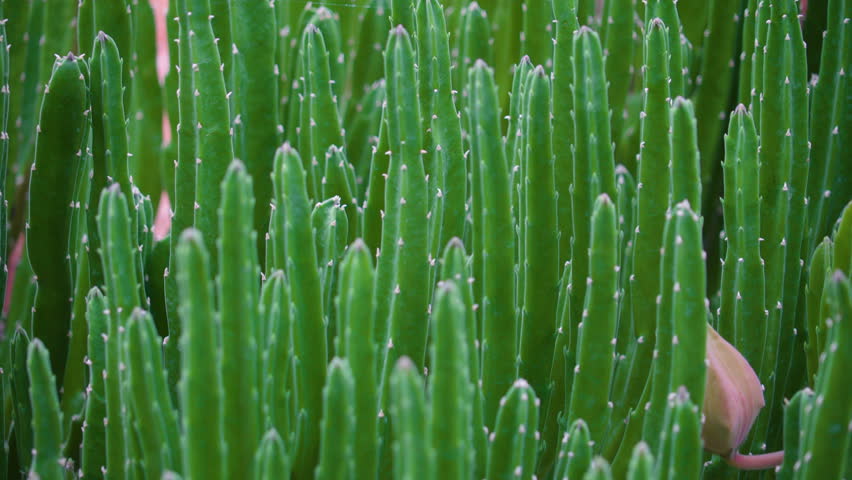 Header of stapelia