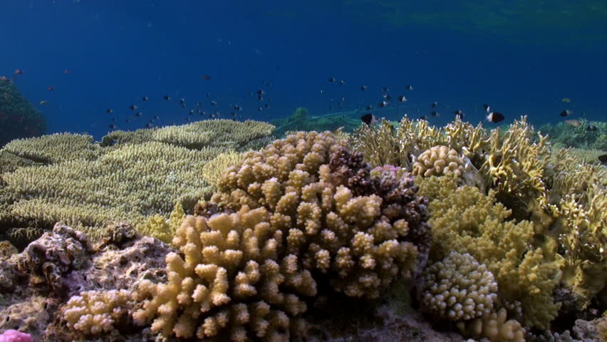 Header of Acropora cytherea
