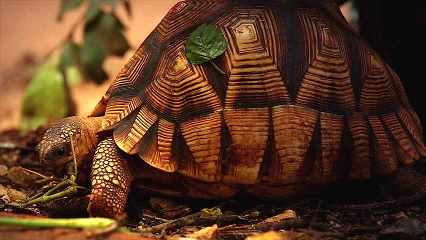 Angonoka Or Ploughshare Tortoises Eating Cactus In Madagascar. This Is ...