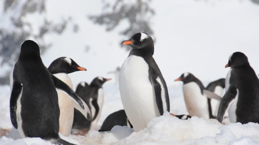 Penguins in Antarctica image - Free stock photo - Public Domain photo