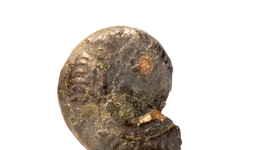 Ammonite Shell image - Free stock photo - Public Domain photo - CC0 Images