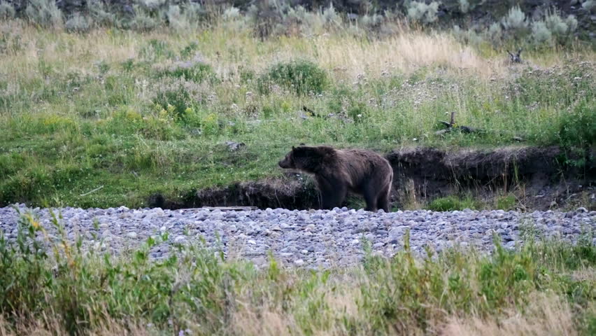 Brown Bear in Yellowstone National Park, Wyoming image - Free stock ...