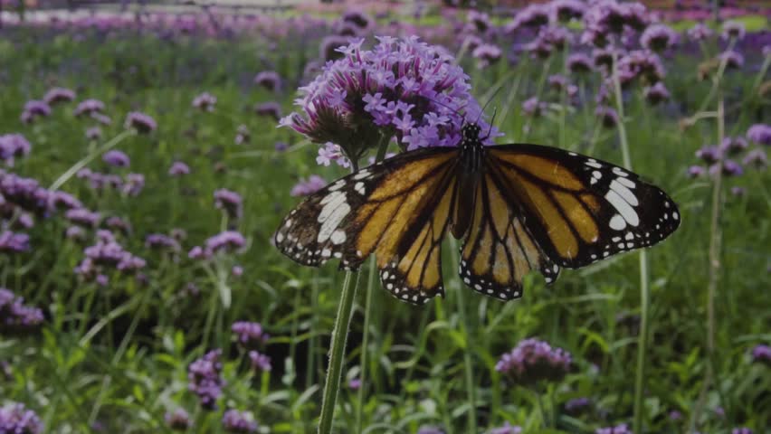 Butterfly Injured Healing On Flowers Stock Footage Video (100% Royalty ...