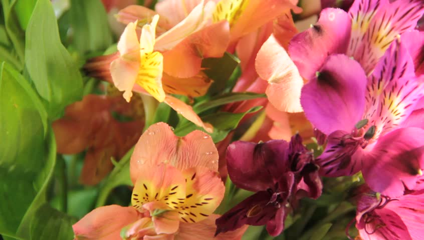 Header of Alstroemeria