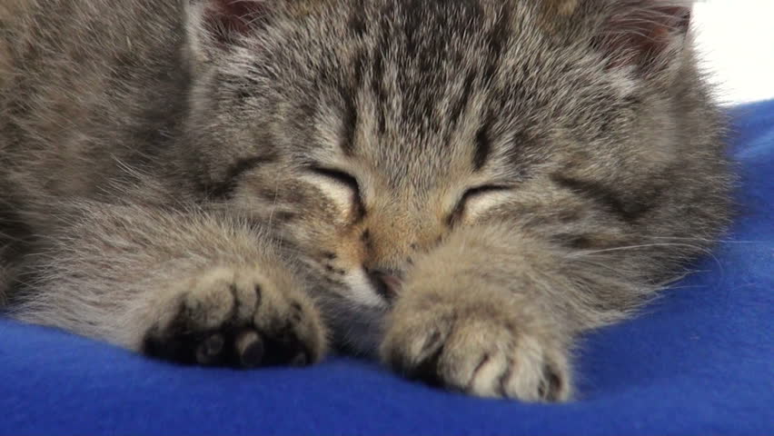 Cute Baby Tabby Kitten Resting Stock Footage Video 100 Royalty