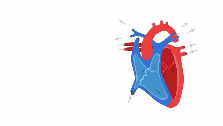 Header of diastole