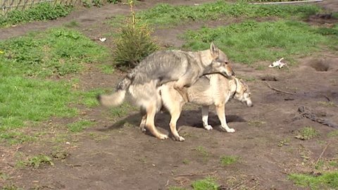 Czechoslovakian Wolfdog Mating Slovak Wolfdog Looks Stock Footage Video (100% Royalty-free) 3546821 | Shutterstock Czechoslovakian Wolfdog Mating Slovak Wolfdog Looks Stock Footage Video (100% Royalty-free) 3546821 | Shutterstock