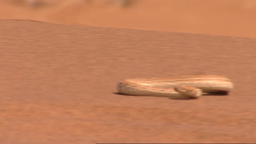 Header of sidewinder