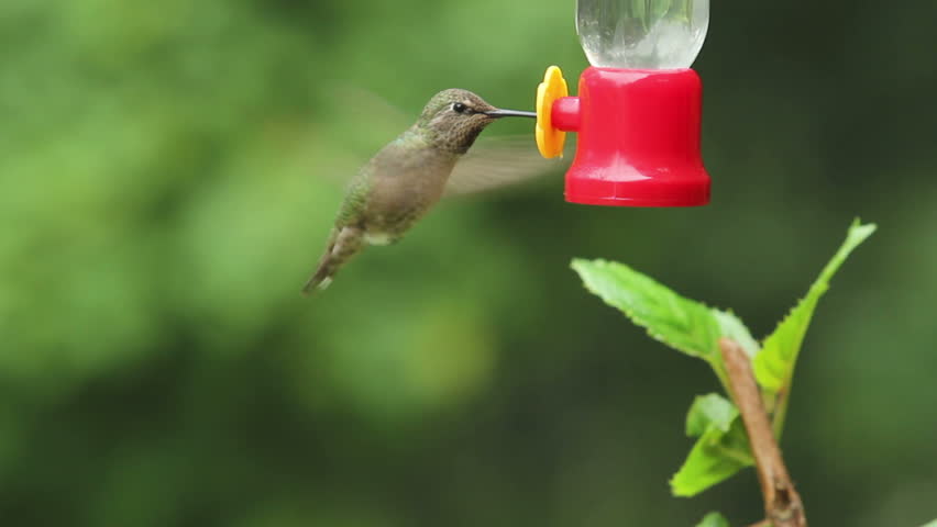 Anna S Hummingbird Getting Nectar From A Bird Feeder