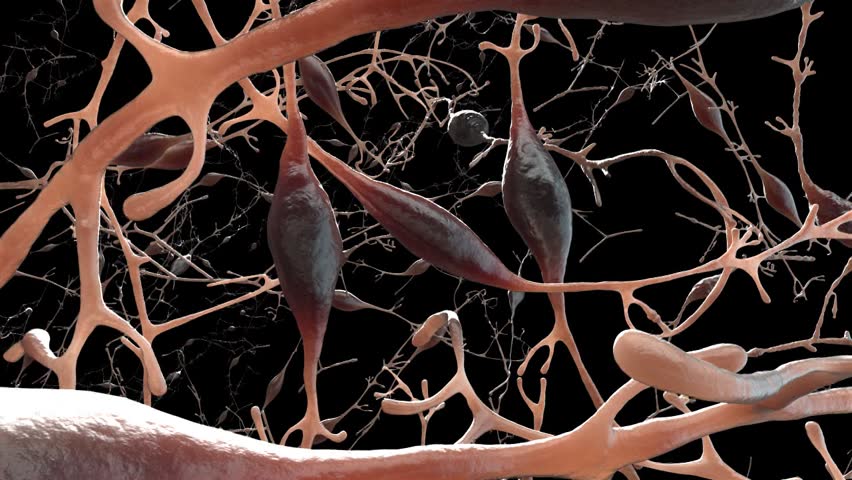 Fly through to close up still image 3D anatomy of three neurons nerve cells in human brain without post production after effects  