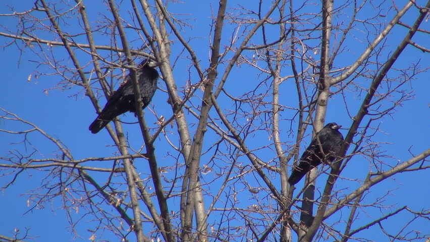 Isolated Crow Sitting On a Stock Footage Video (100% Royalty-free