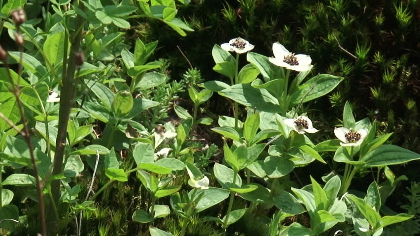 Header of bunchberry