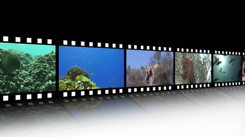 Animal Film Reel Stock Footage Video (100% Royalty-free) 373381 | Shutterstock Animal Film Reel Stock Footage Video (100% Royalty-free) 373381 | Shutterstock