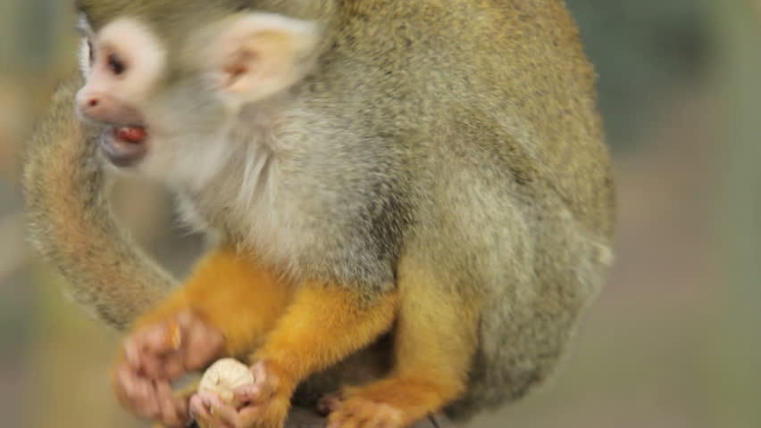 Squirrel Monkey - Eating Peanuts Stock Footage Video 3778760 | Shutterstock