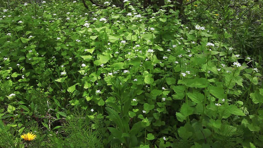 Header of Alliaria petiolata