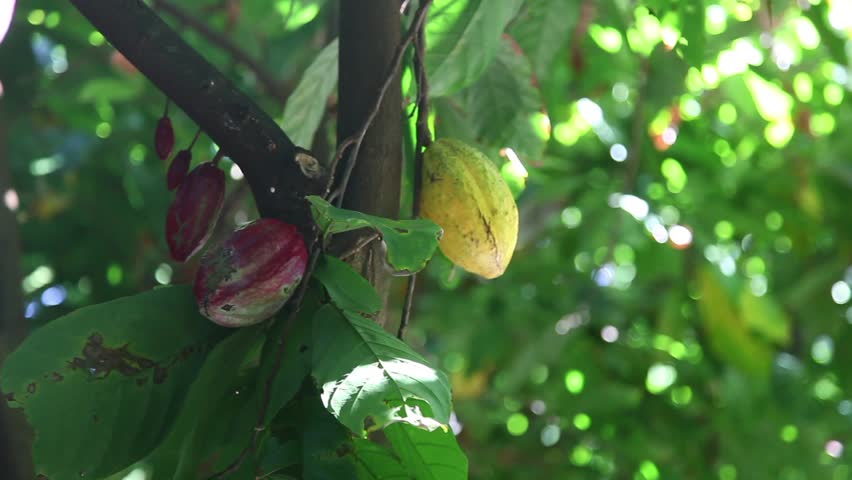 Header of cacao