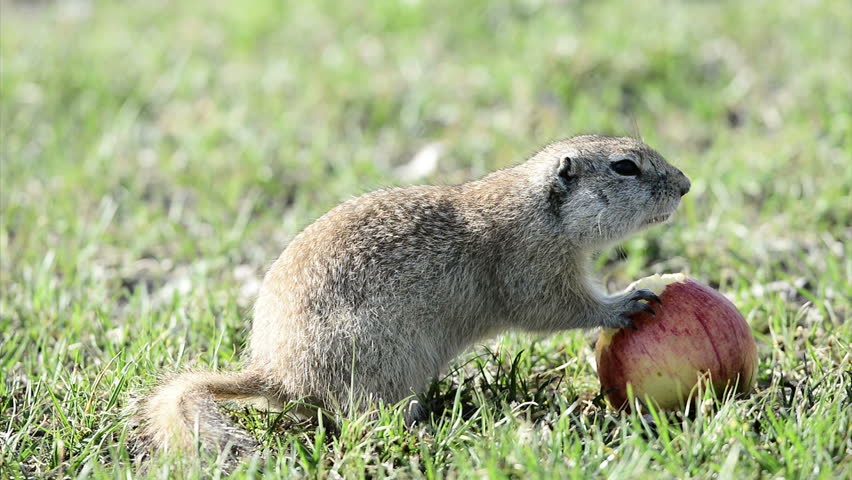 Header of gopher