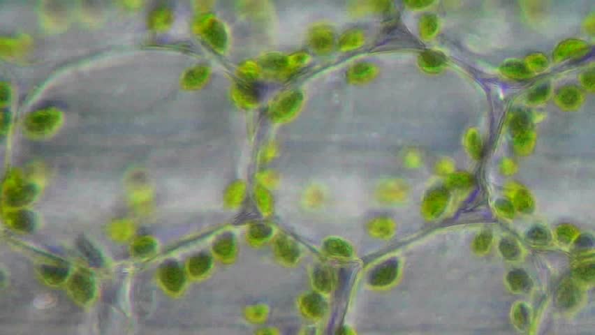 Microscope Chloroplast Micropedia 