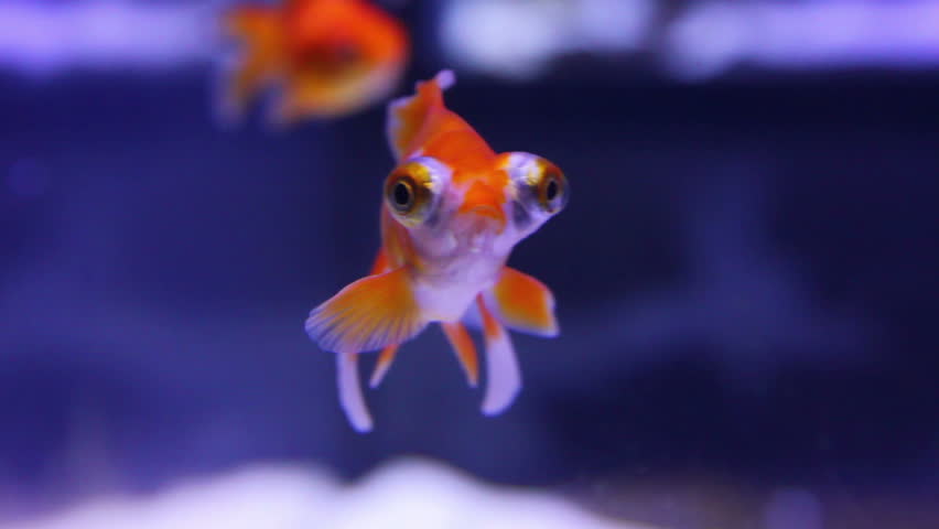 telescope goldfish petco