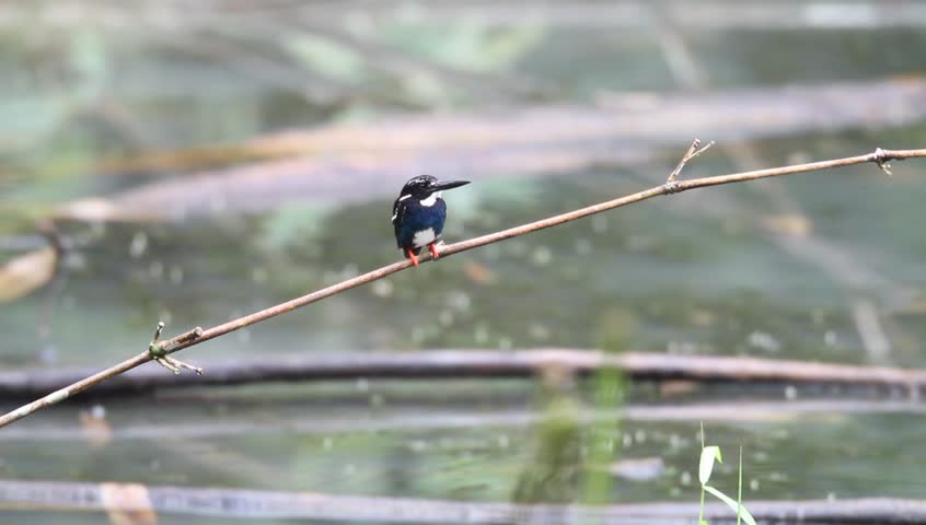 Header of Alcedo argentata