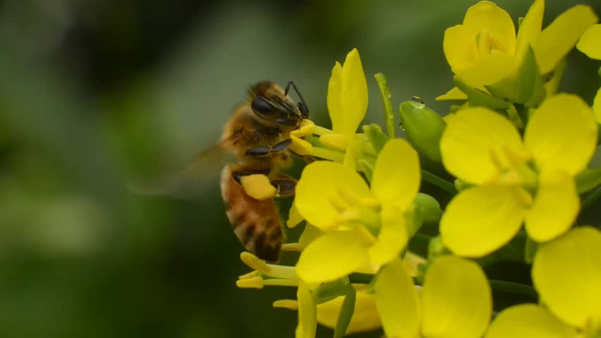 Header of honeybee