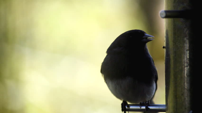 Close Up Of A Dark Eyed Junco Eating Thistle Seeds From A Bird Feeder