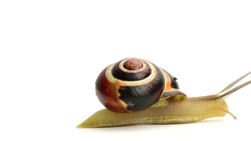 Header of slug